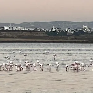 Salt Larnaca